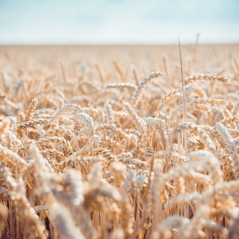 white grain field in shallow focus photography