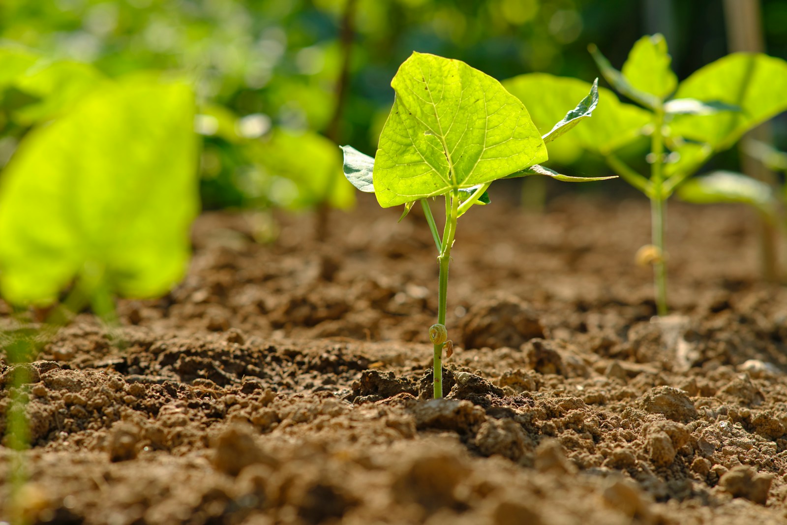 green plant on brown soil