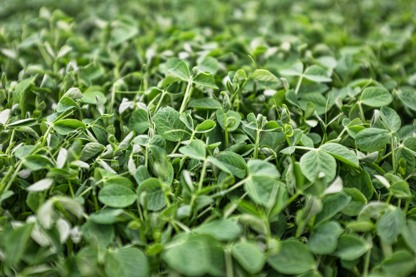 macro photography of green plants