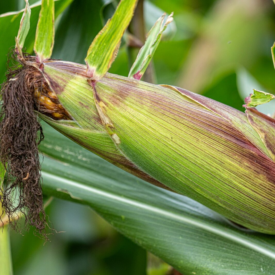 a close up of a plant with a bug on it